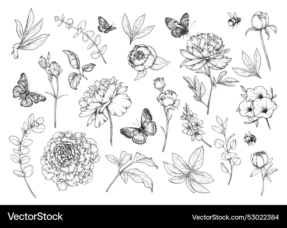 Hand Drawn Peonies & Summer Flowers vector image