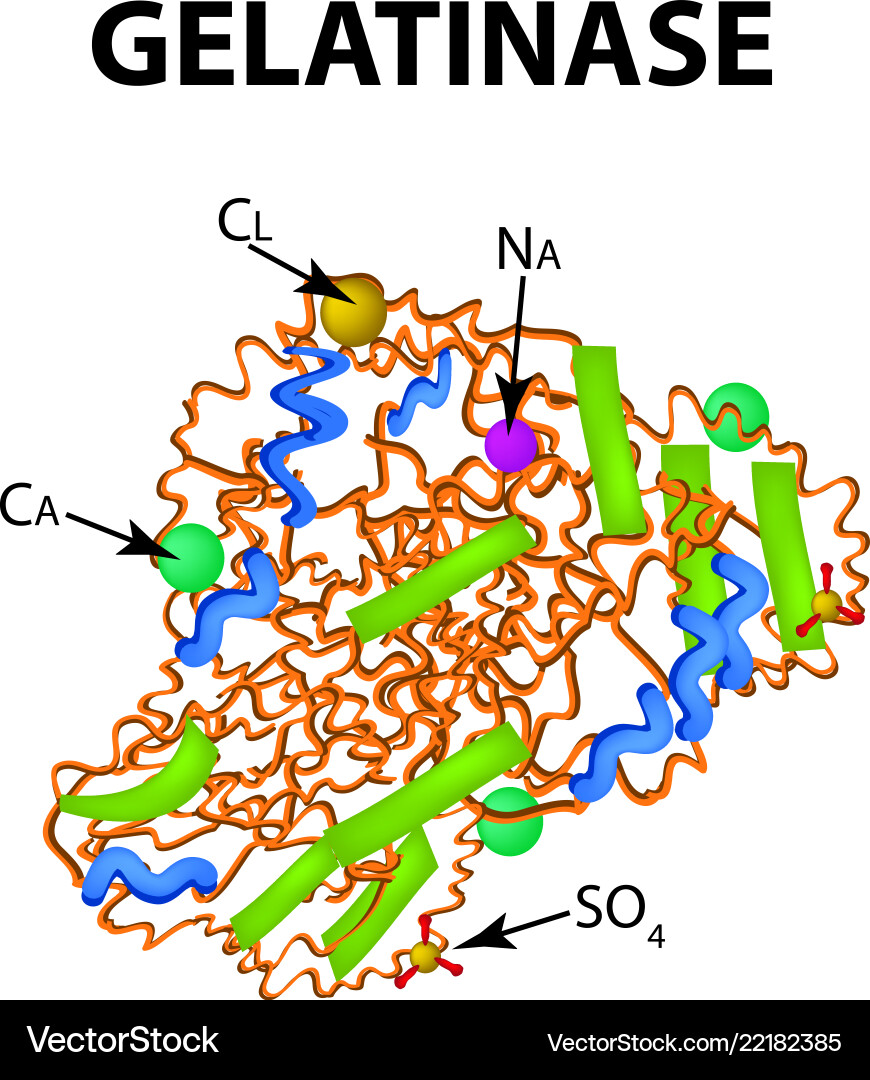 Gelatinase is a molecular chemical formula enzyme Gelatinase is a molecular chemical formula enzyme vector image