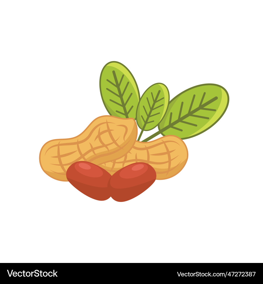 Peanut element concept design template Vector Image