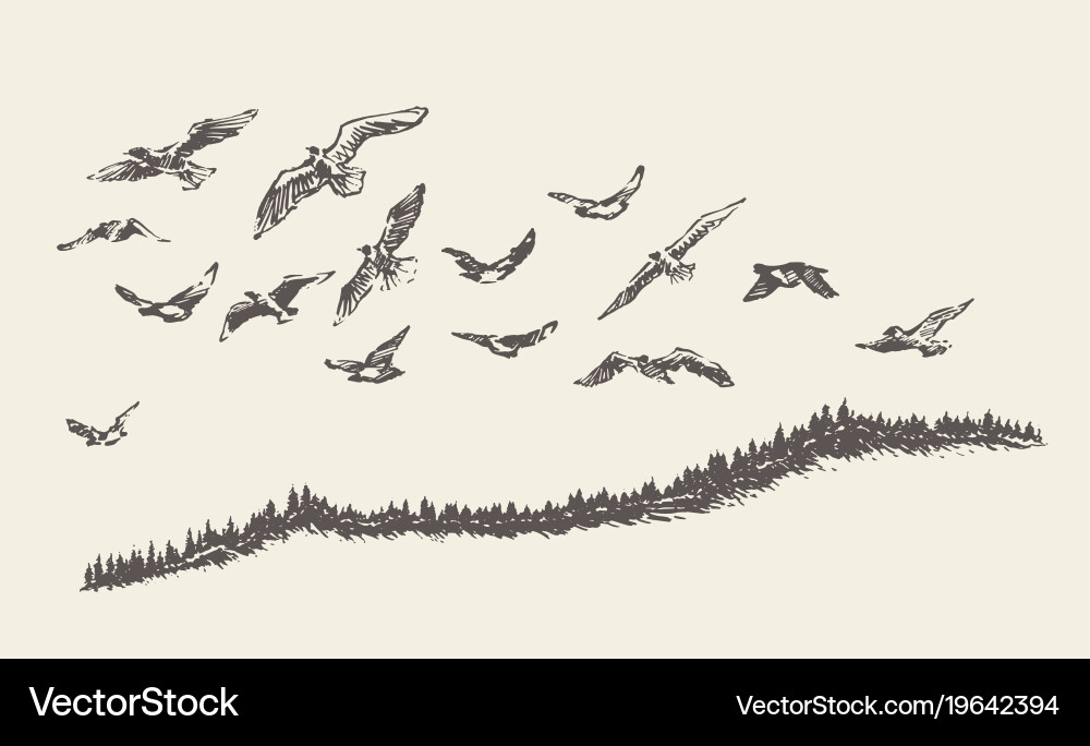 A flock birds drawn sketch Vector Image