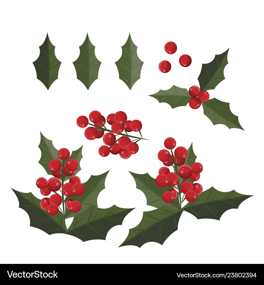 Christmas elements with set of holly leaves Christmas elements with set of holly leaves vector image
