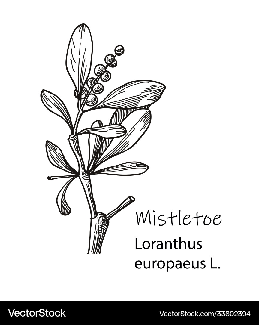 Mistletoe hand drawn botanical detailed Mistletoe hand drawn botanical detailed vector image