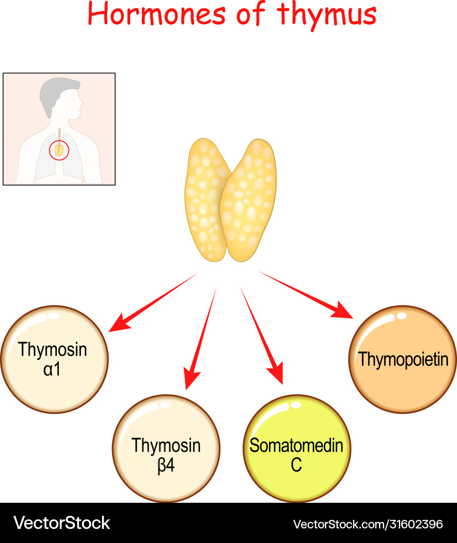 Hormones produced thymus gland Hormones produced thymus gland vector image