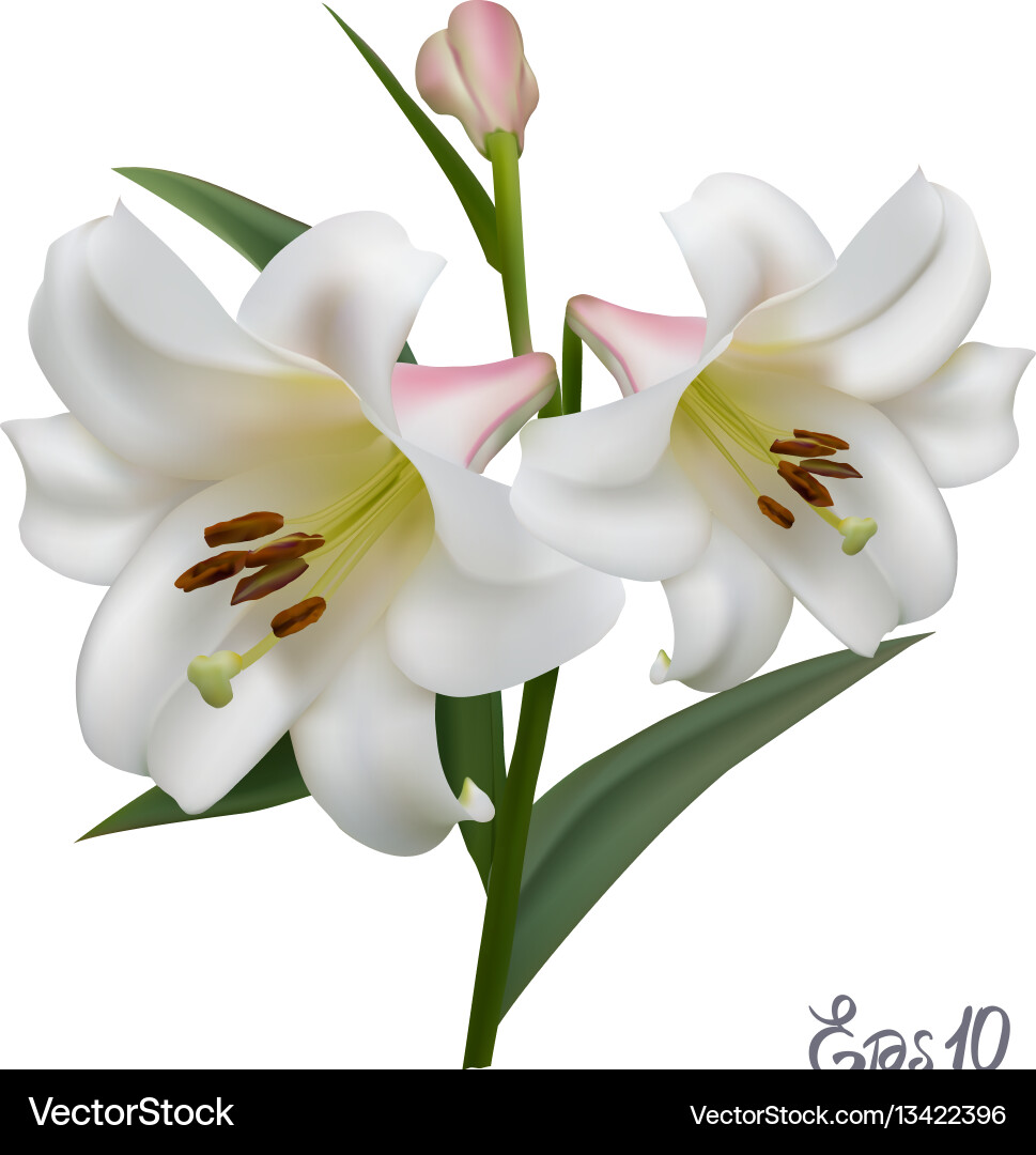 White Lily Close-Up (13422396) – Royalty-Free Vector | VectorStock