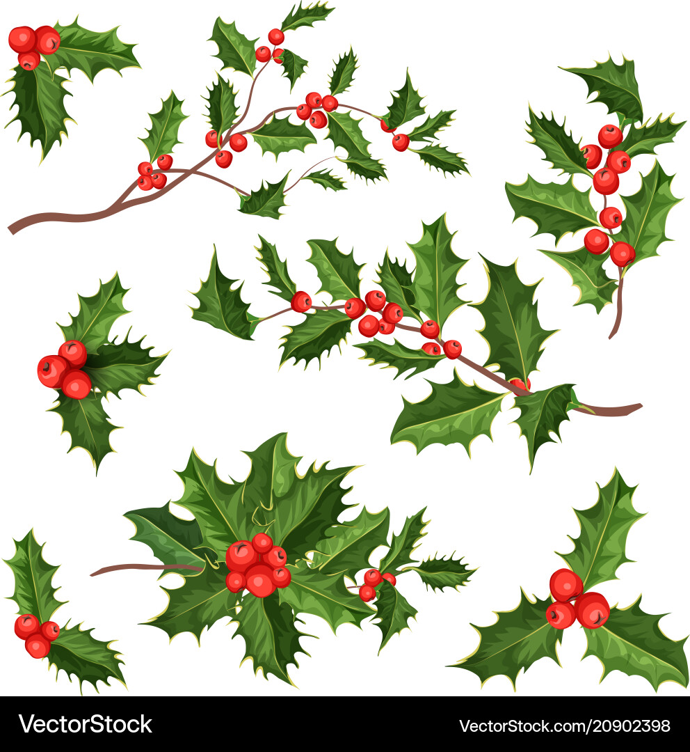 Realistic Holly and Mistletoe Vector Image
