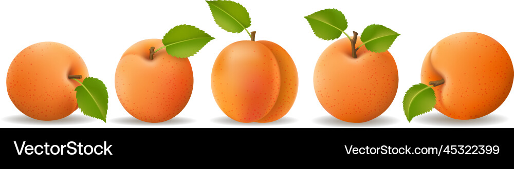 Isolated apricots with shadow Royalty Free Vector Image