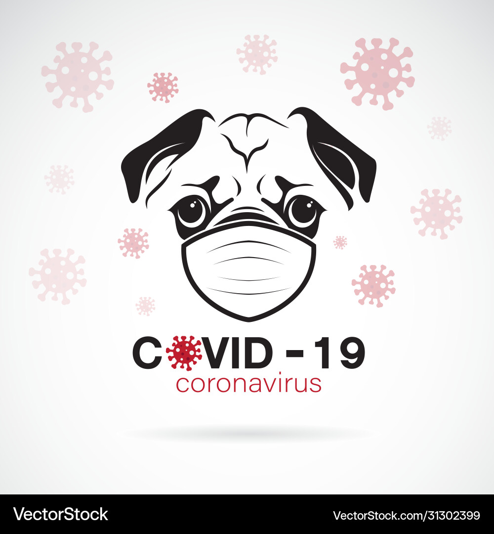 Pug dog wearing a mask to protect against Pug dog wearing a mask to protect against vector image