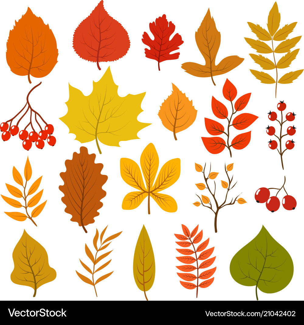 Golden and red autumn leaves brunches berries Golden and red autumn leaves brunches berries vector image