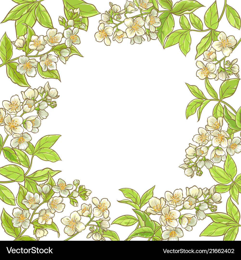 Jasmine branch frame Vector Image