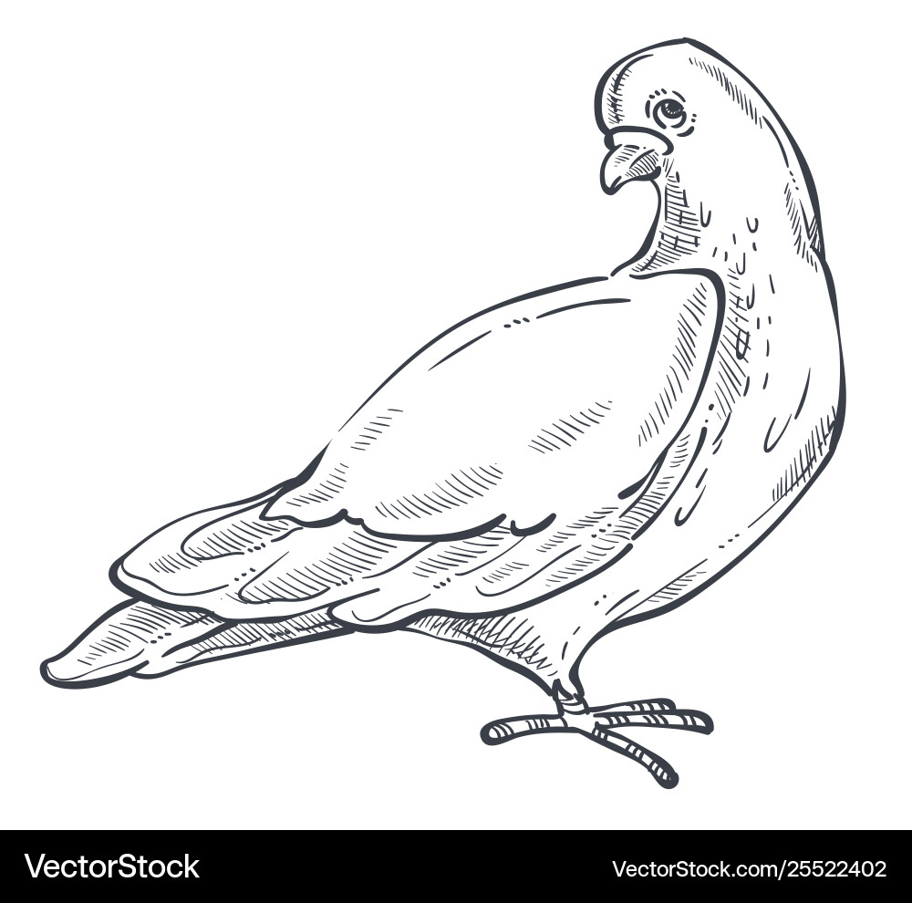Taube oder Taube isoliert Tierskizze Vogelfrieden Taube oder Taube isoliert Tierskizze Vogelfrieden Vektorbild