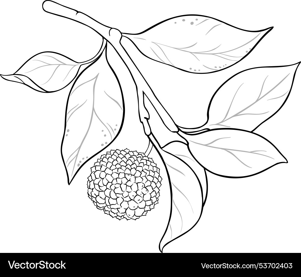 Calodendrum branch isolated outline vector image