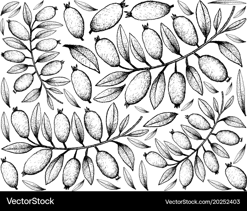 Hand drawn background of fresh arrayan fruits Vector Image