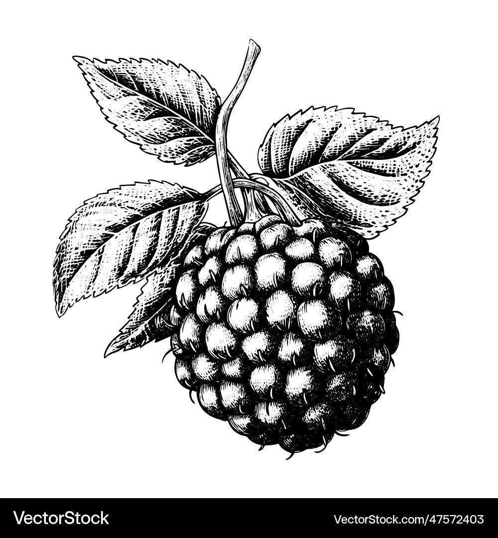 Hand Drawn Raspberry Sketch vector image
