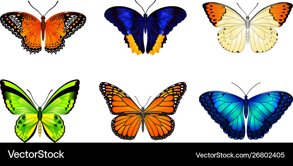 Butterflies image for web design and print vector image