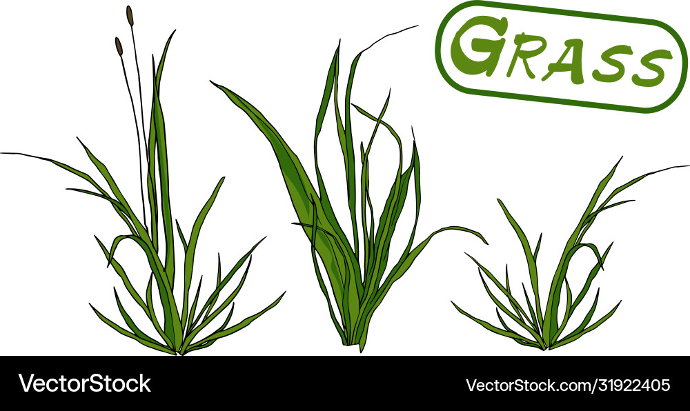 Grass is different design elements Vector Image