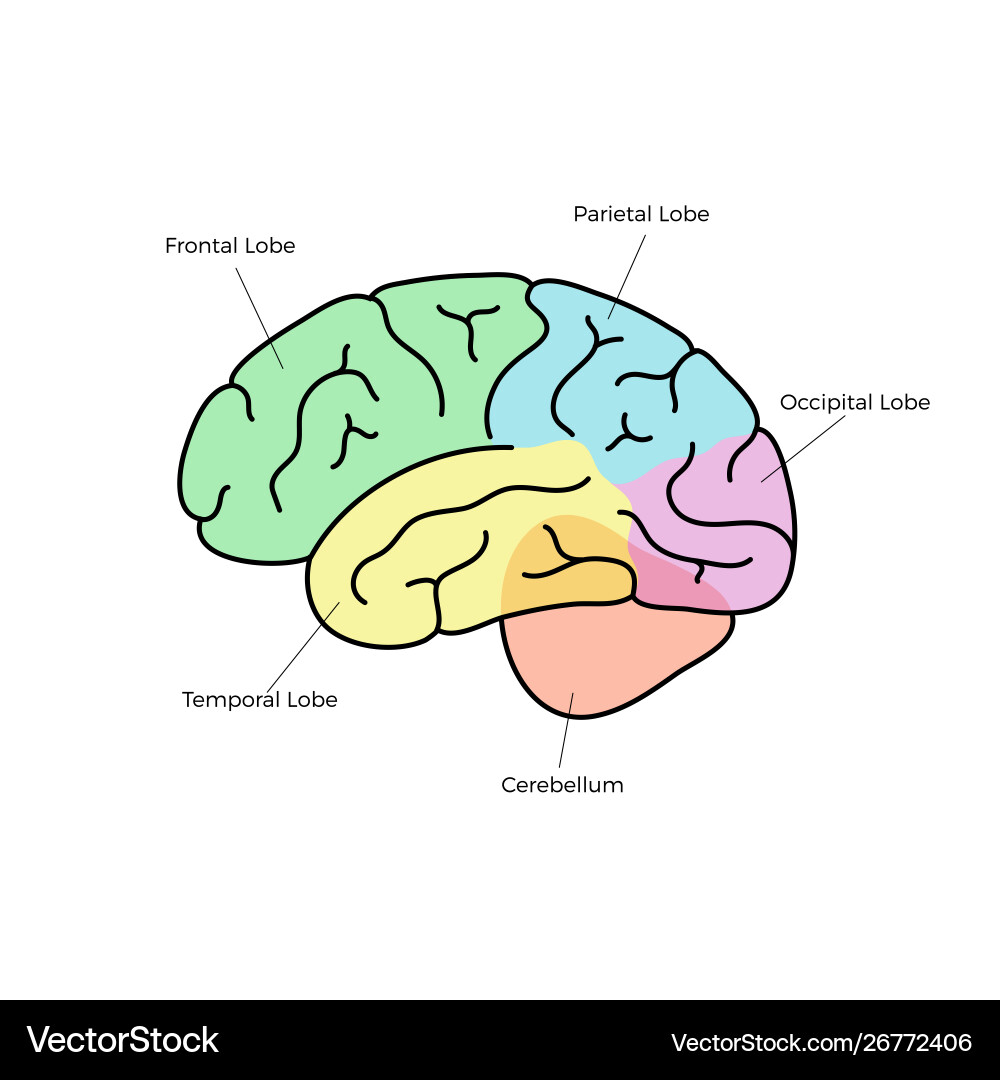 Human brain anatomy Vector Image