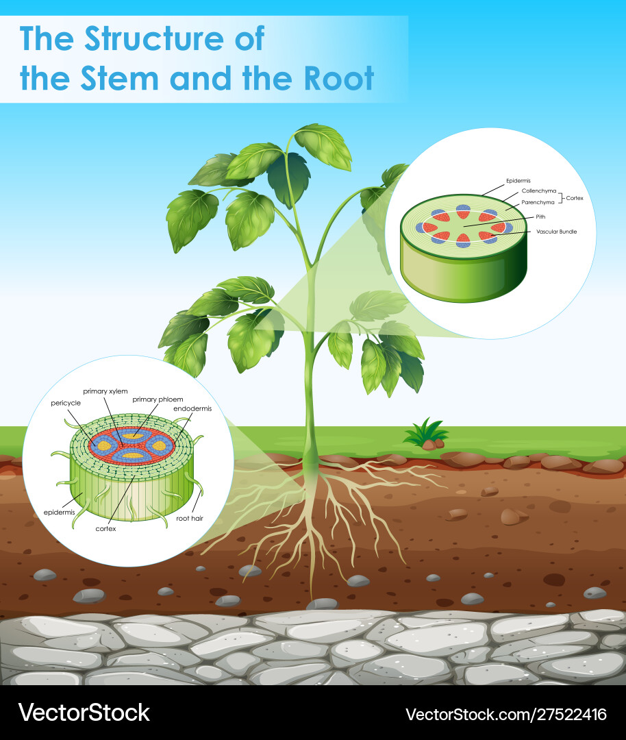 Diagram showing structure stem and root Diagram showing structure stem and root vector image