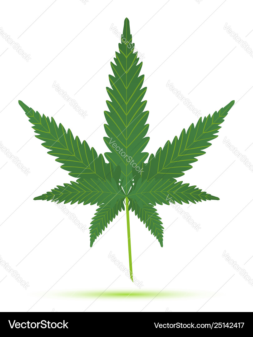 Cannabis leaf isolated Cannabis leaf isolated Vector Image