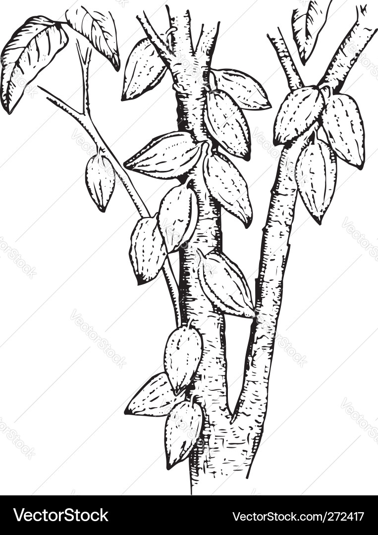 Cocoa Pods on Tree Trunk vector image