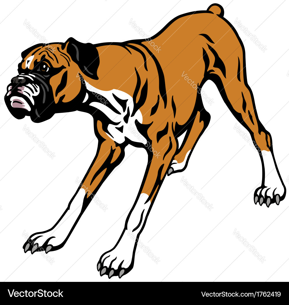 Boxer dog Royalty Free Vector Image - VectorStock