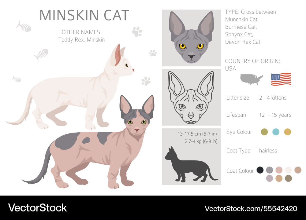 Minskin Katze clipart munchkin burmese sphynx devon Minskin Katze clipart munchkin burmese sphynx devon vektorbild