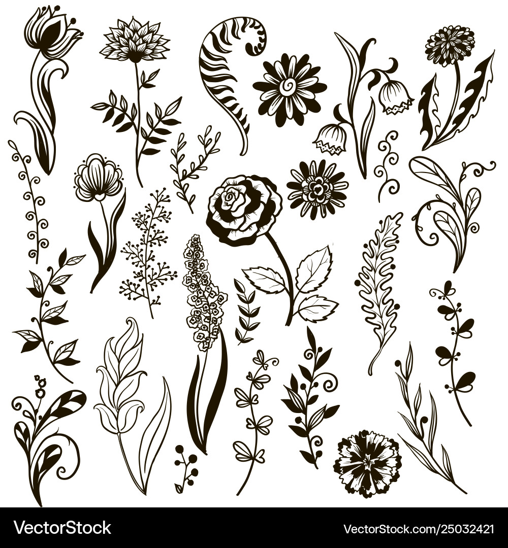 Botanical Herbs & Flowers Vector Image