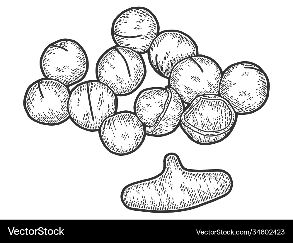 Macadamia nut with sawn nutshell and special key Macadamia nut with sawn nutshell and special key vector image
