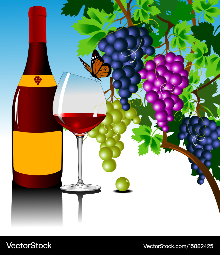 Grape Vines and Clusters Vector Image
