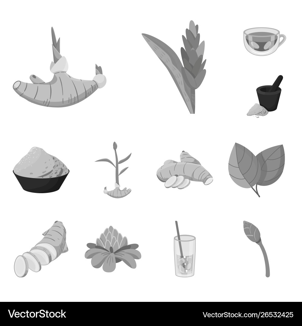 Isolated object spice and ingredient sign set Isolated object spice and ingredient sign set Vector Image