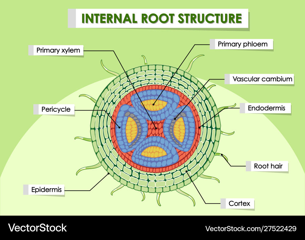 Diagram showing internal root structure Diagram showing internal root structure vector image