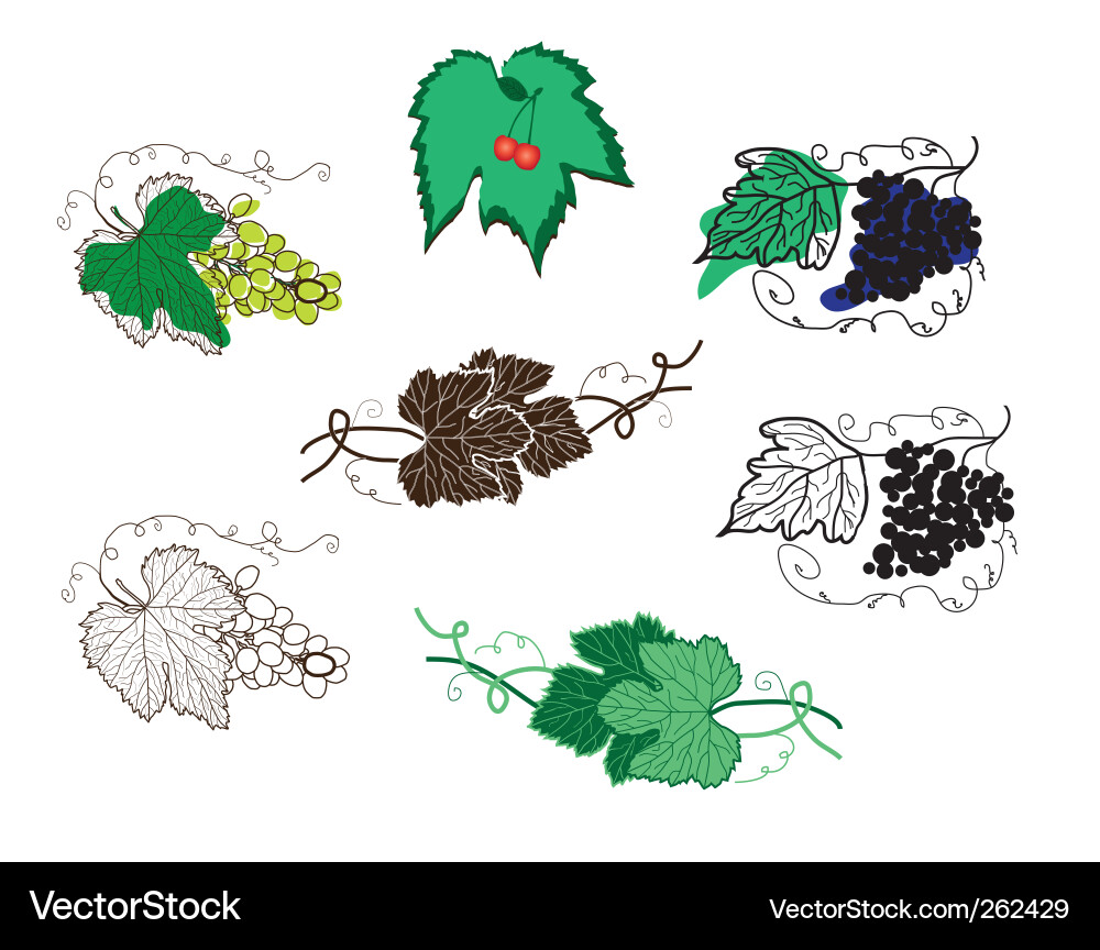Set of grape design elements Vector Image