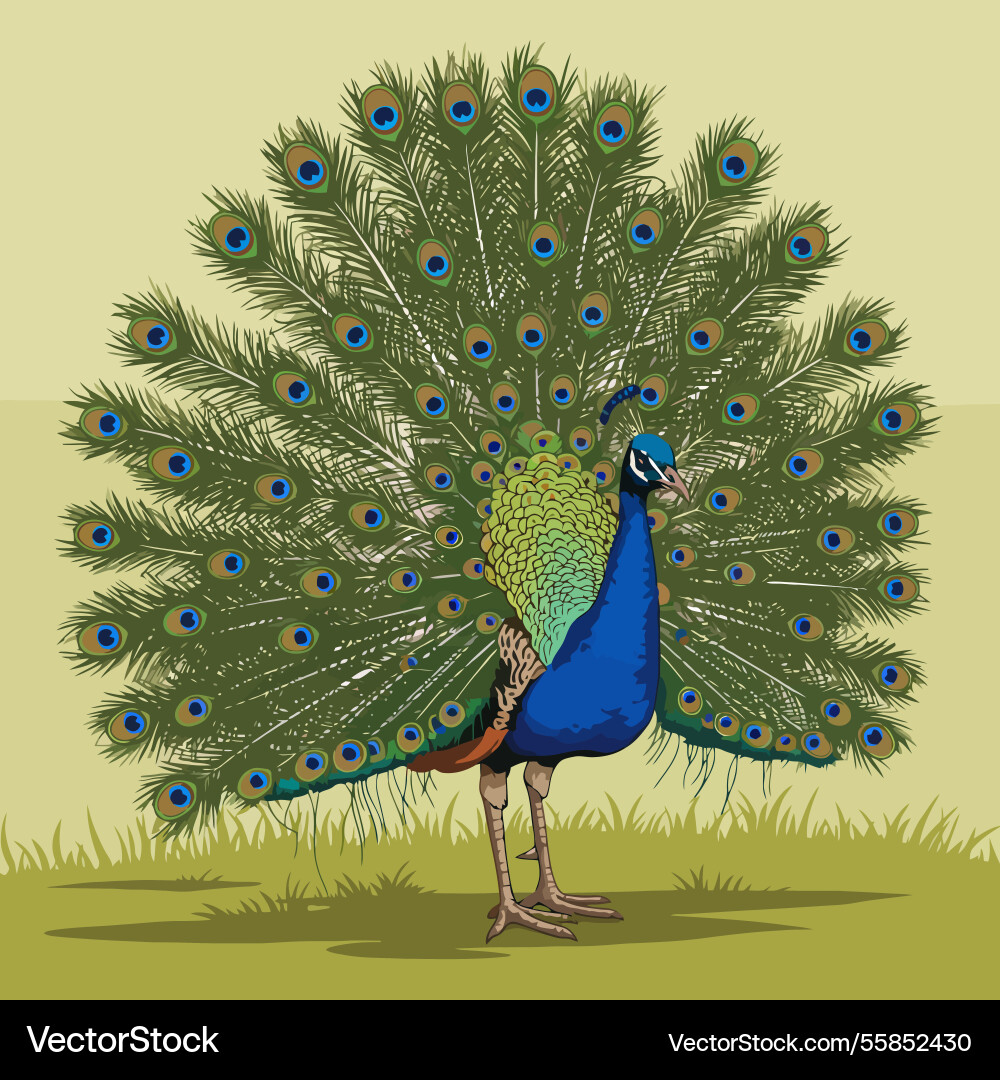 Peacock spreading feathers displaying colorful Vector Image