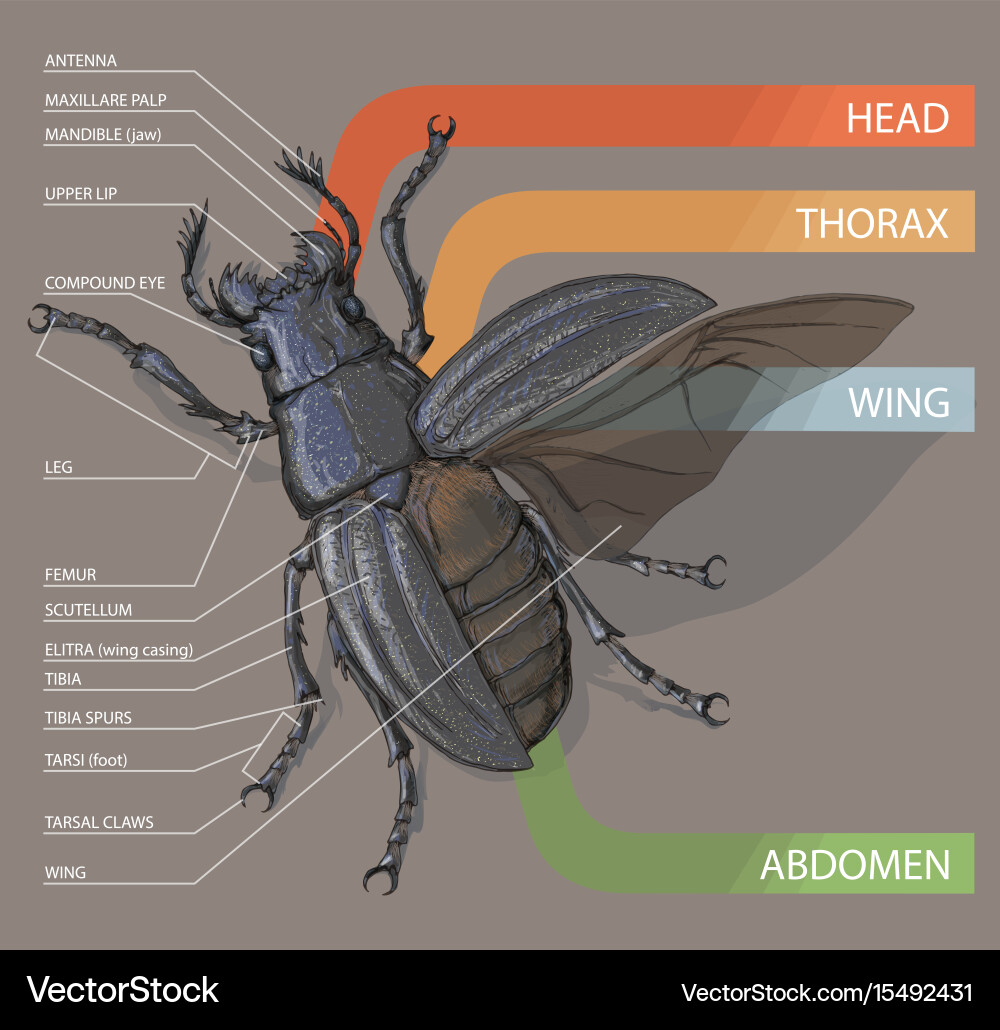 Diagram of the beetle tutorial realistic vector image