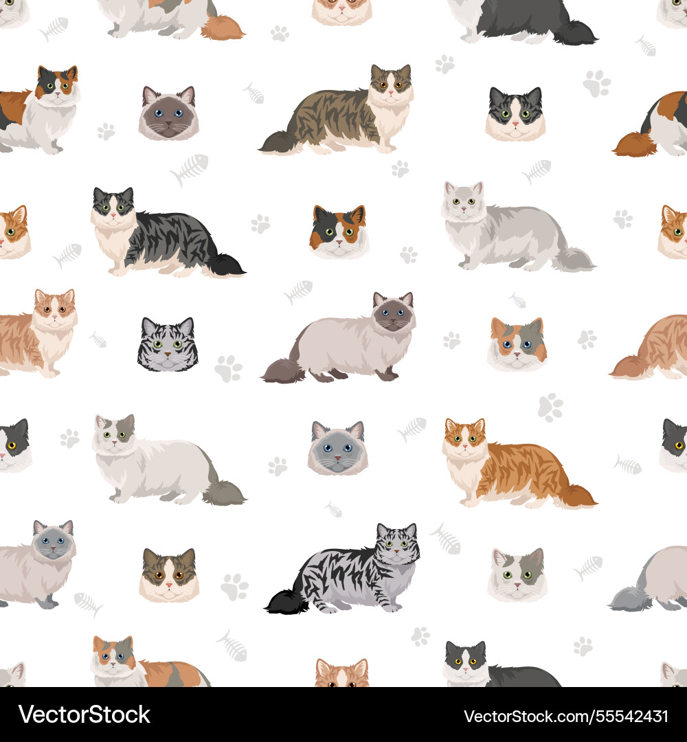 Minuet cat seamless patten munchkin and persian Minuet cat seamless patten munchkin and persian vector image