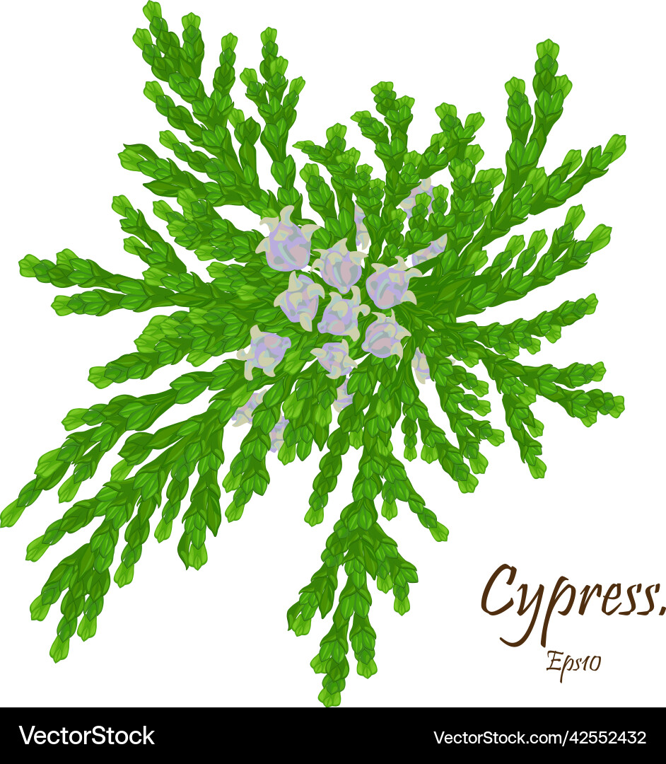 Cypress cedar tree branch Cypress cedar tree branch vector image