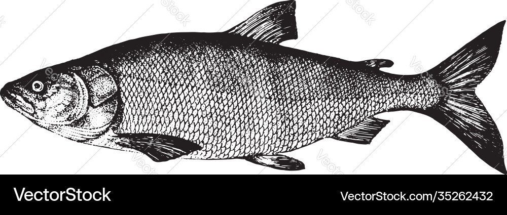 Weiße Lachsnelma Fischsammlung Weiße Lachsnelma Fischsammlung vektorbild