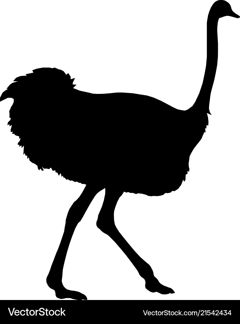 Silhouette running african ostrich black on white Silhouette running african ostrich black on white vector image
