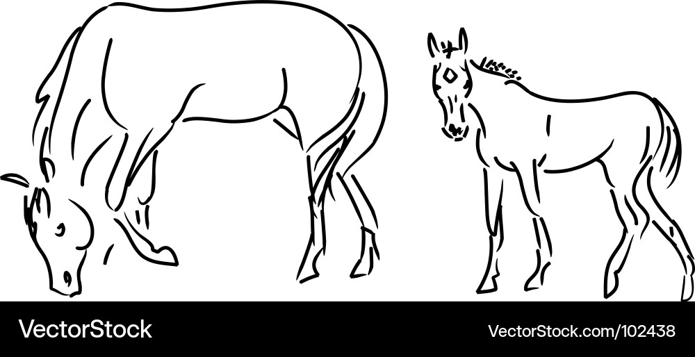 Elegant Foal and Mare Sketch vector image