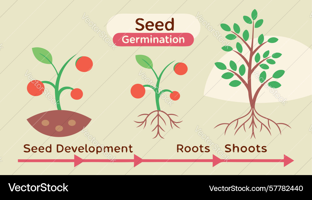 Seed germination stages from cracking open Vector Image