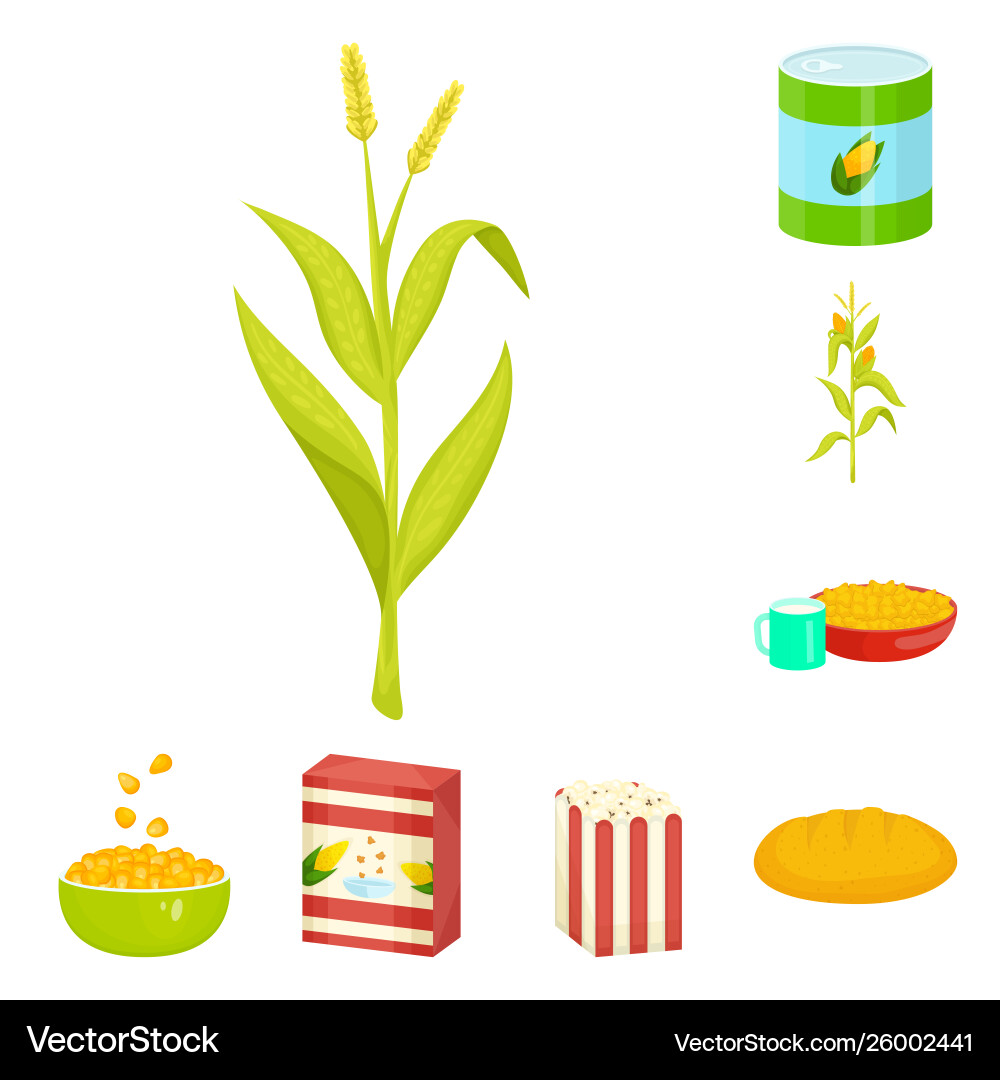Isolated object maize and food sign set Isolated object maize and food sign set vector image