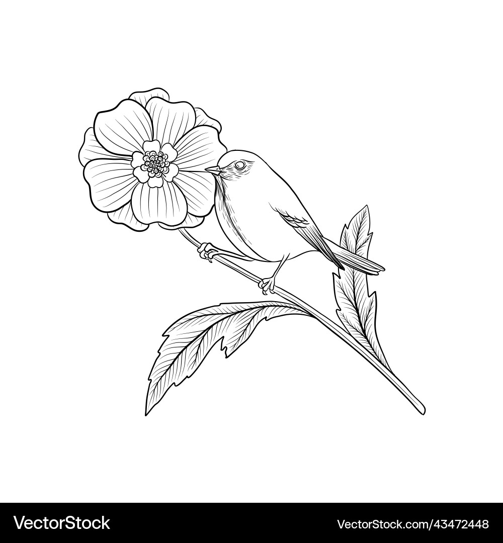 Drawing bird at tree branch with flower Drawing bird at tree branch with flower Vector Image