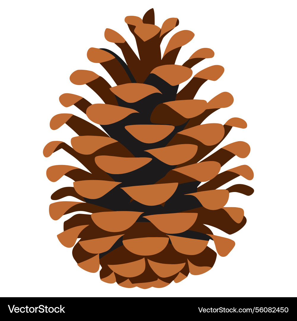 Pine or fir cone simple botanical element Vector Image