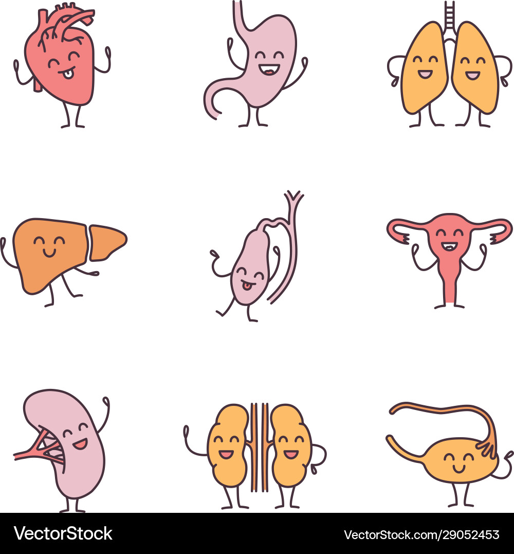 Smiling human internal organs characters color Smiling human internal organs characters color vector image