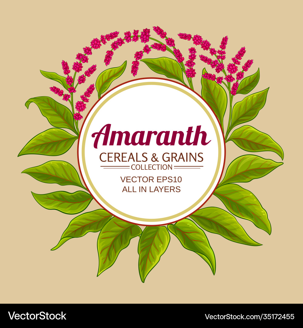 Amaranth plant frame on color background Vector Image
