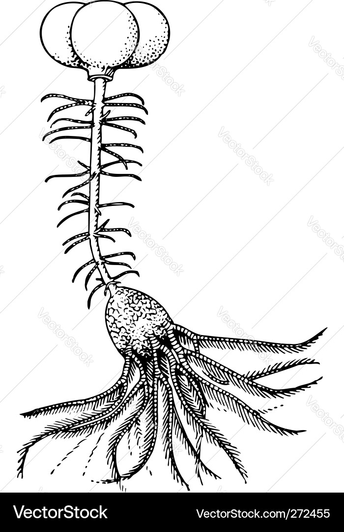 Crinoid Root Sketch Vector Image
