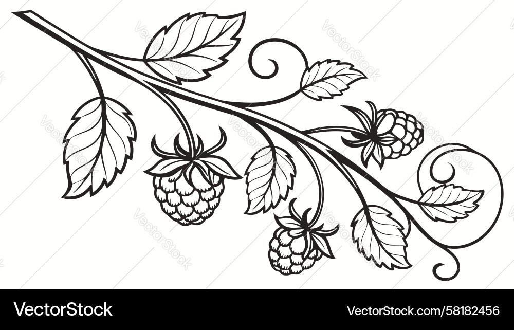 Elegant Raspberry Branch with Berries Vector Image