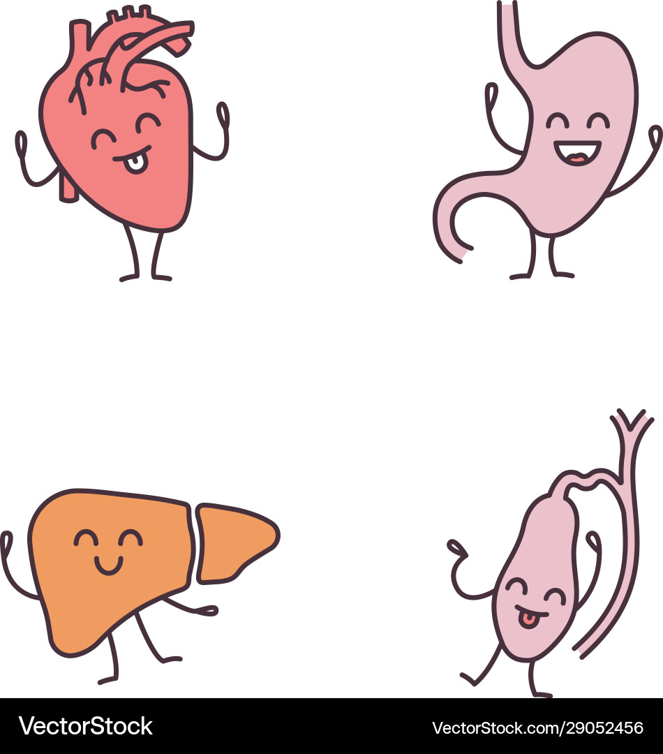 Smiling human internal organs characters color Smiling human internal organs characters color vector image