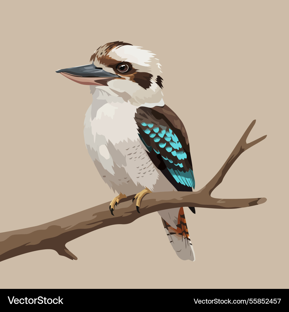 Kookaburra bird perched on branch detailed Vector Image