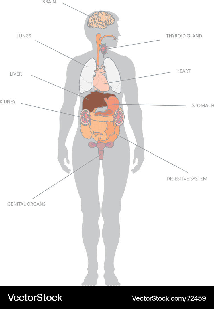 Menschliche Anatomie - Organsystemdiagramm Vektorbild
