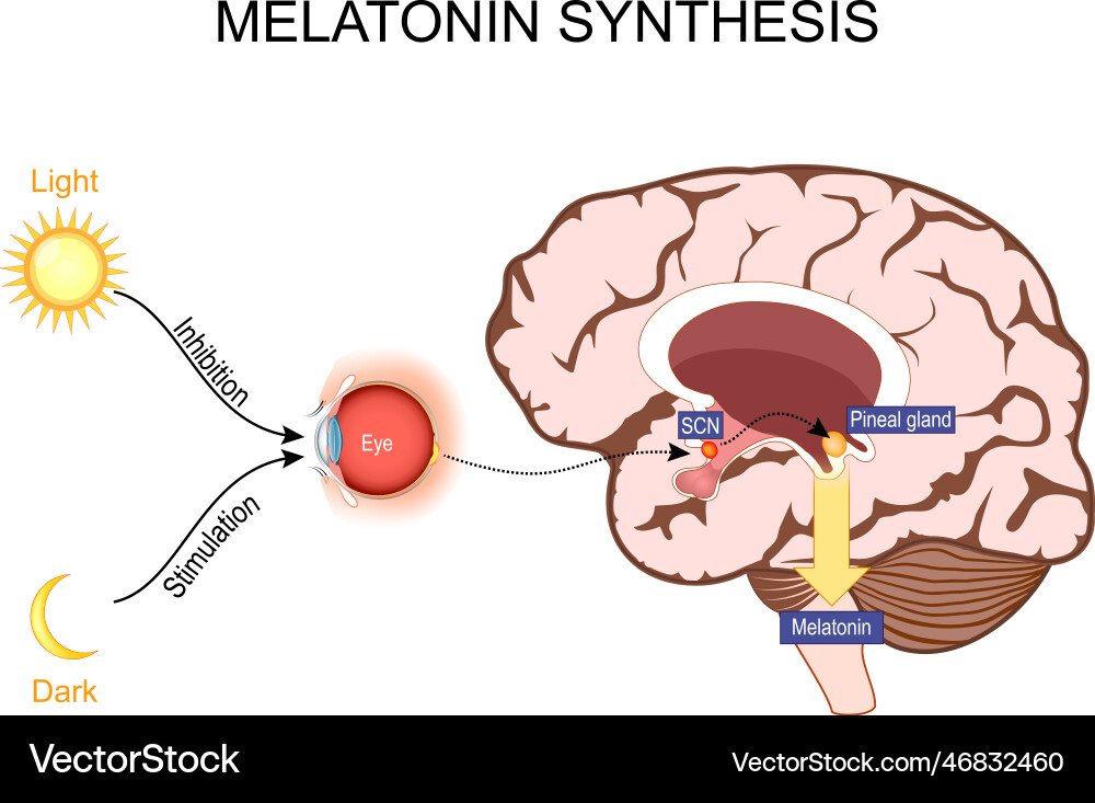 Photoreceptors Vector Images over 100 